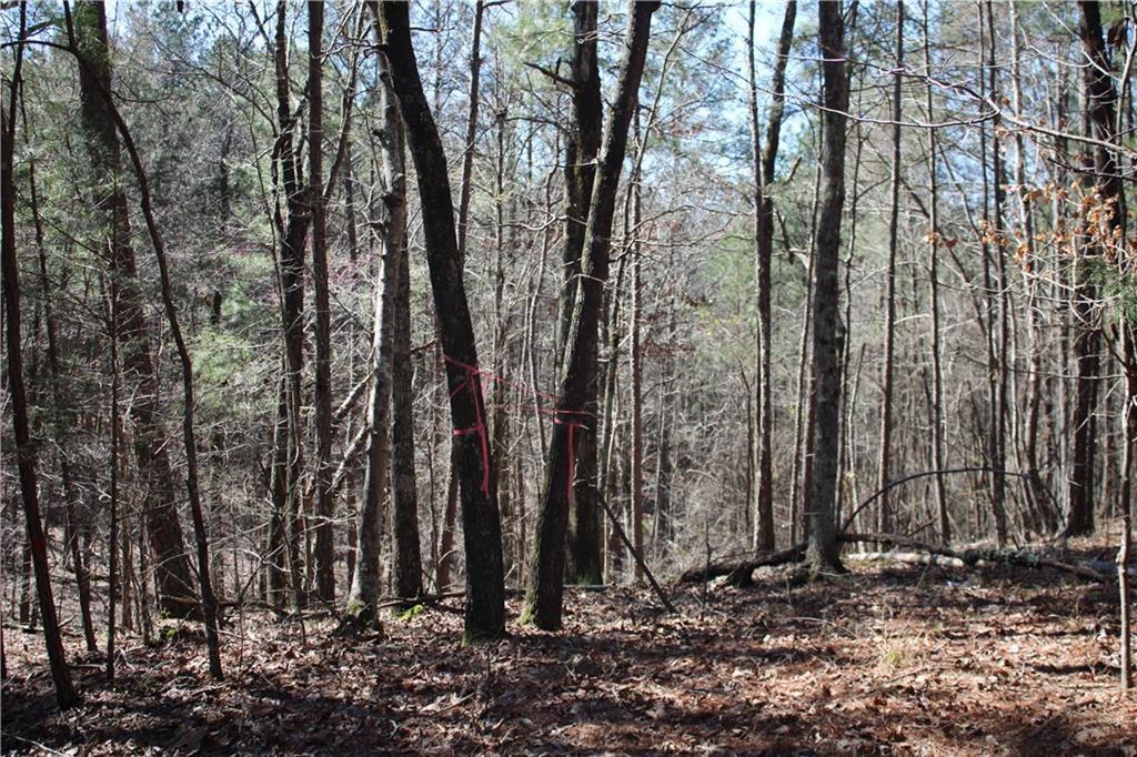 a view of a backyard with trees