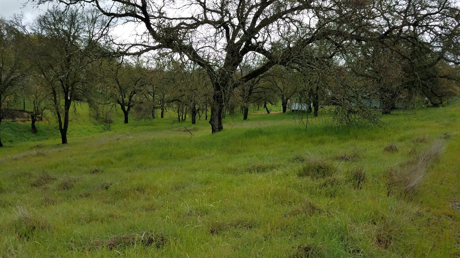 a view of yard with trees