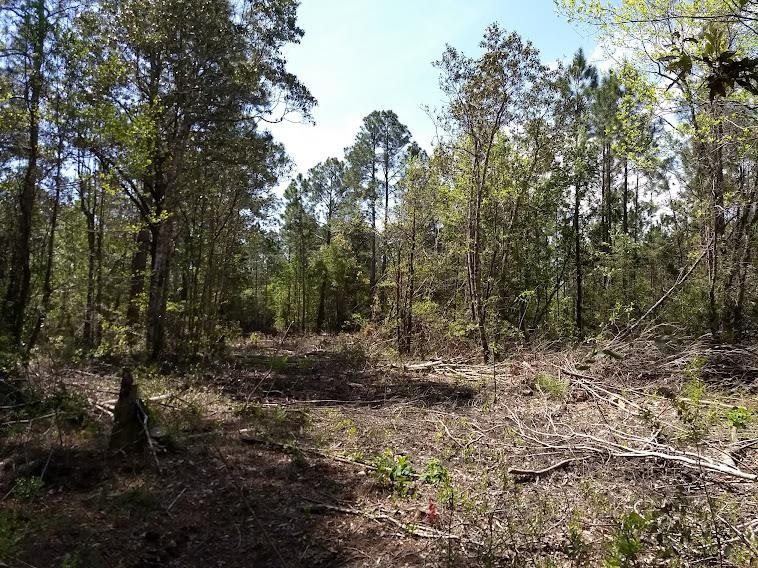 a view of a forest with trees in the background