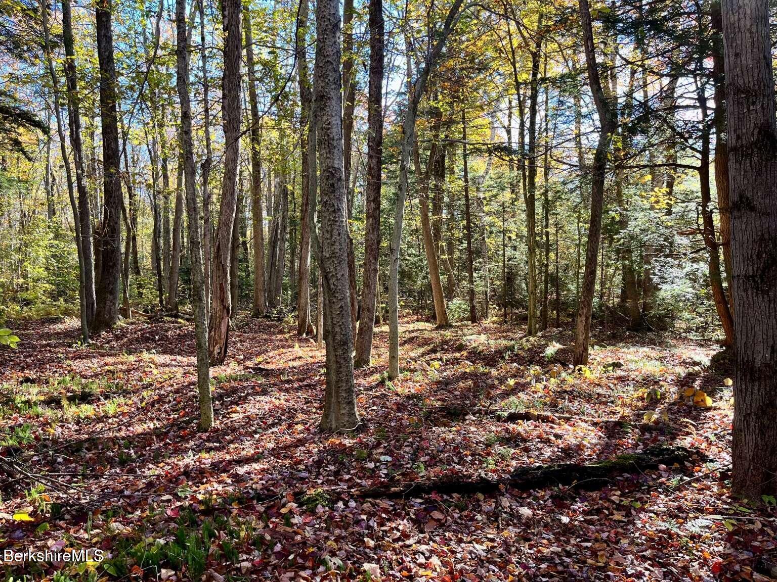 a view of a forest filled with trees