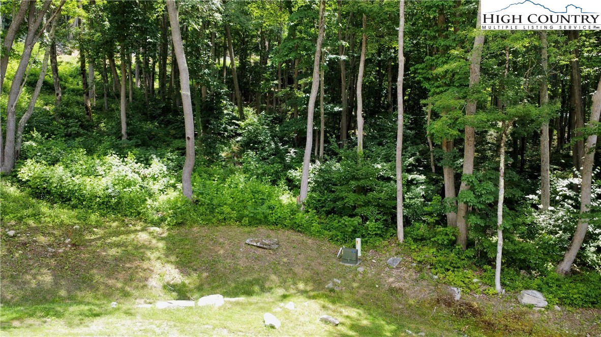 a view of a forest that has large trees