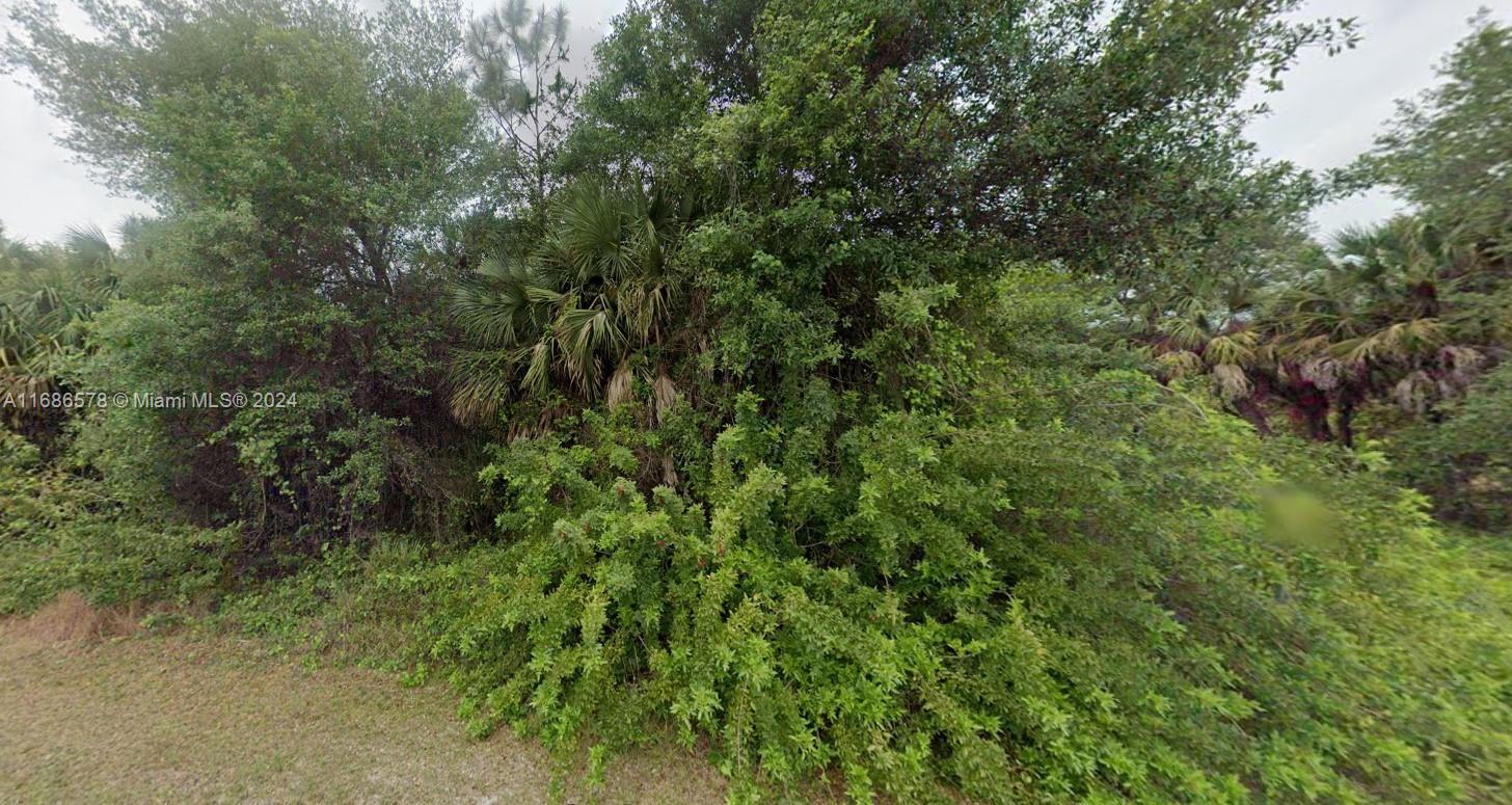 a view of a lush green forest with large trees