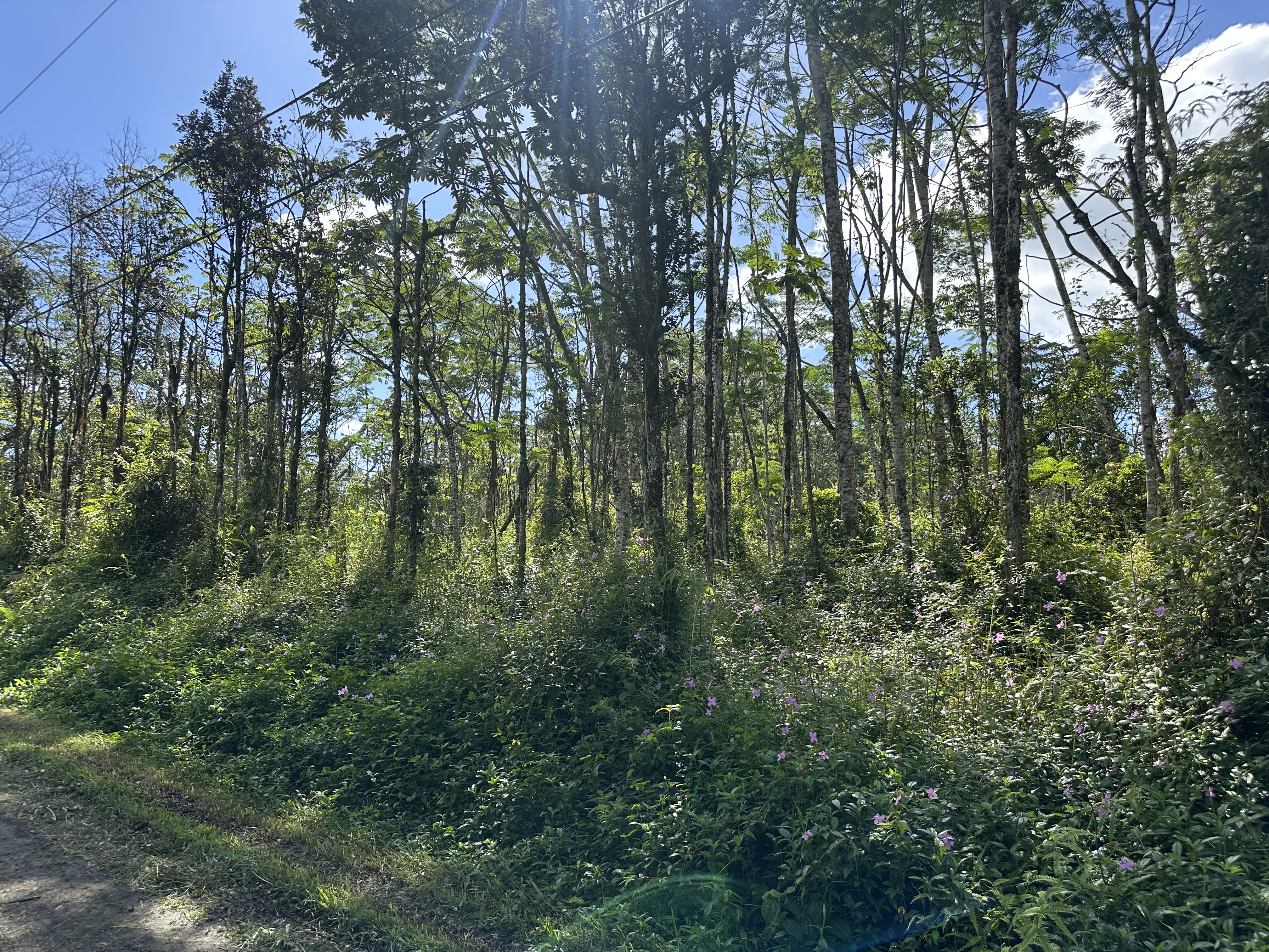 a view of forest