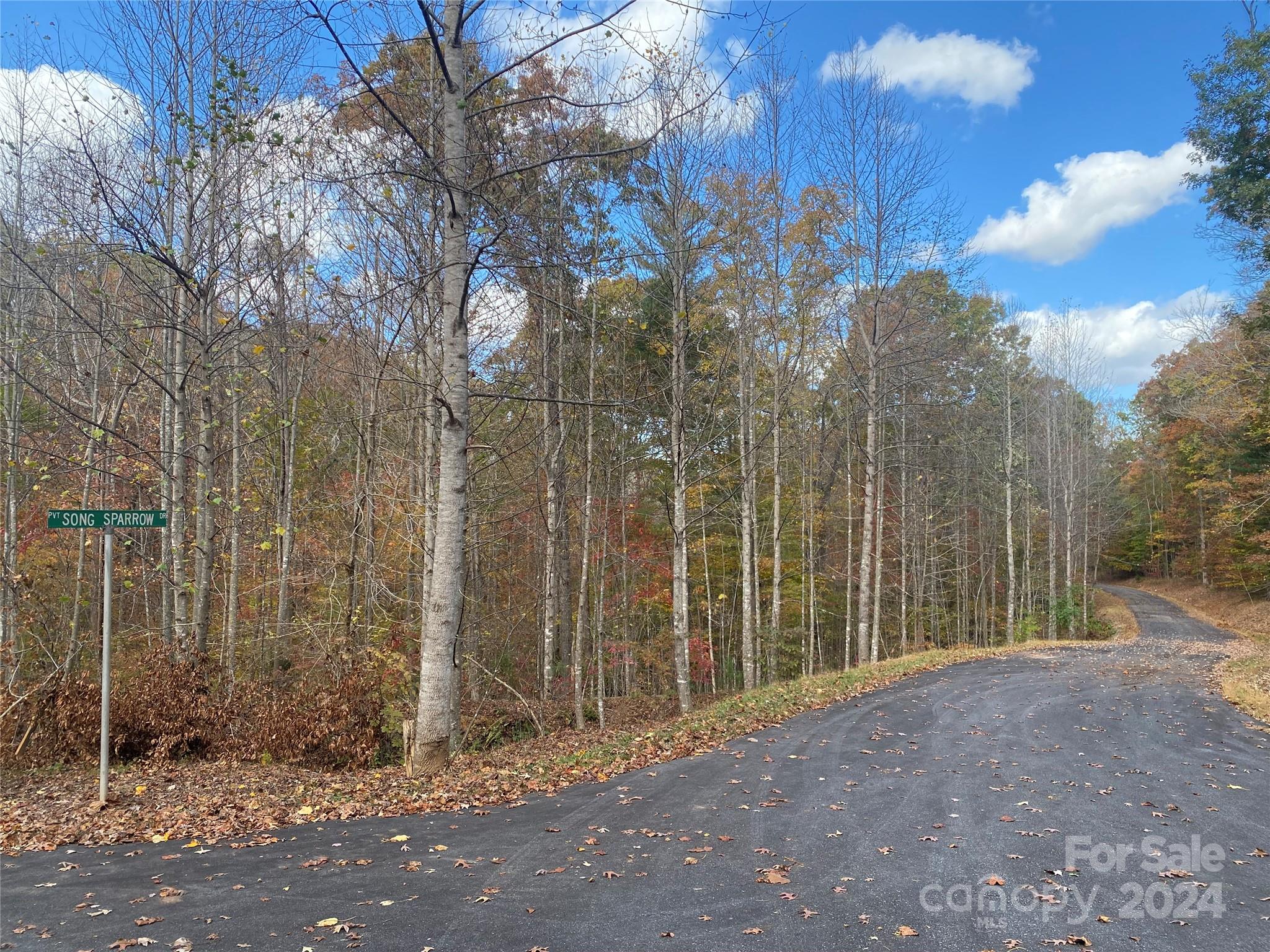 a view of a road with large trees