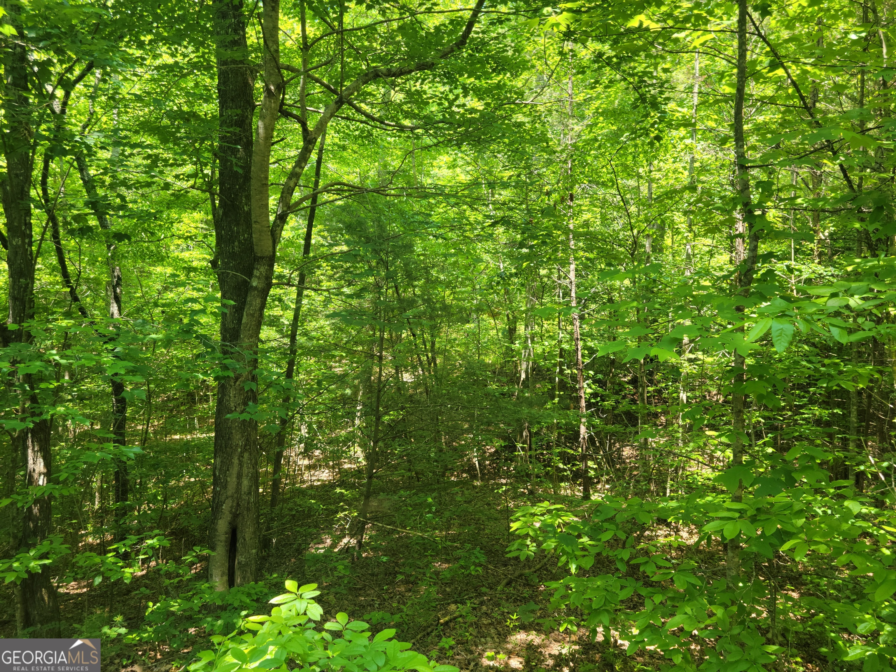 a view of a lush green forest