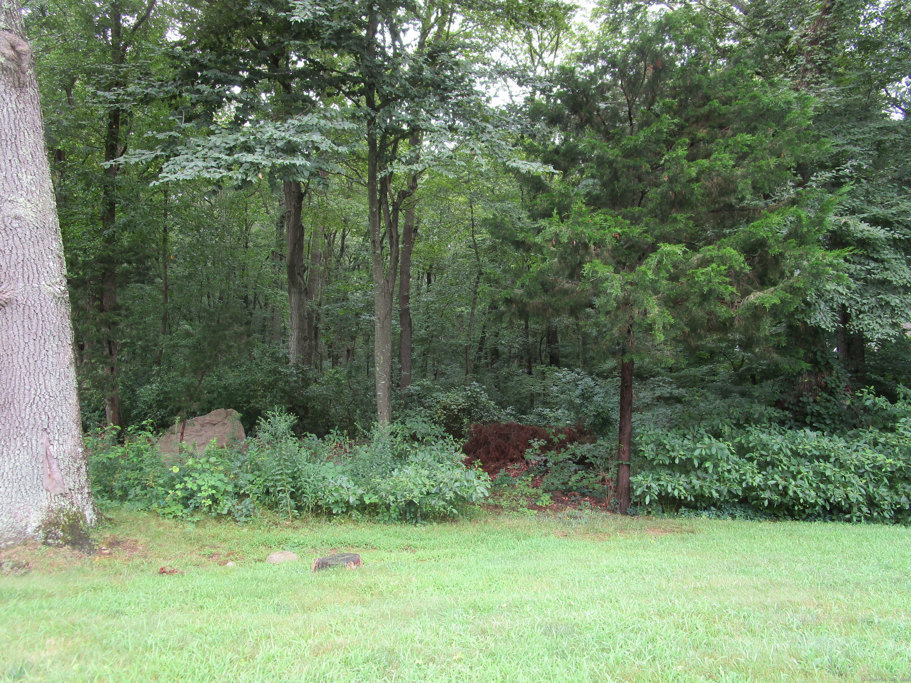 a view of a lush green forest