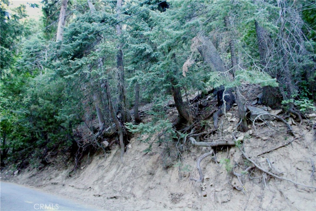 a view of a forest with lots of trees