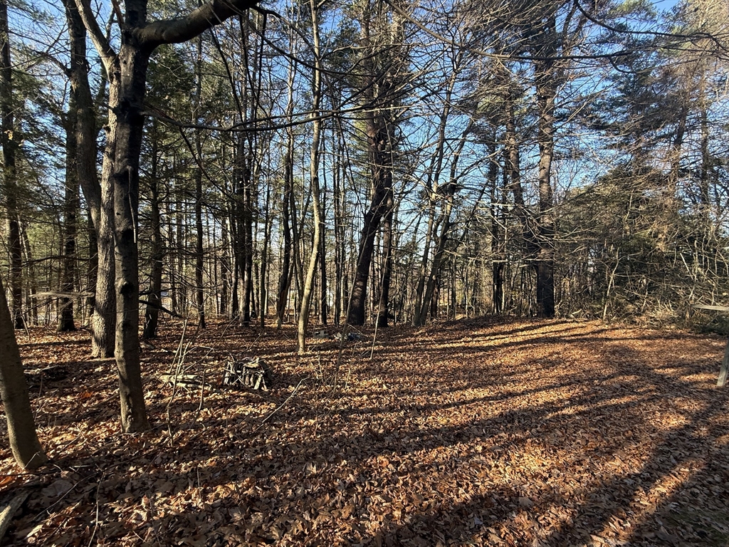 a view of a yard with a trees