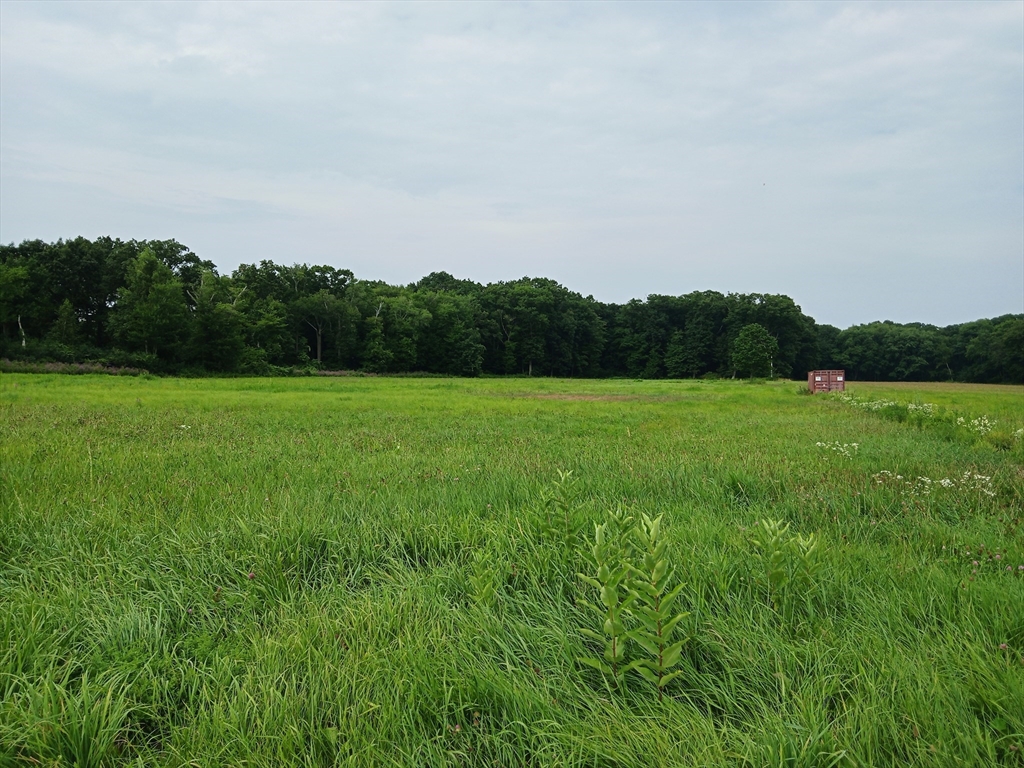 a view of a grassy field with trees in the background