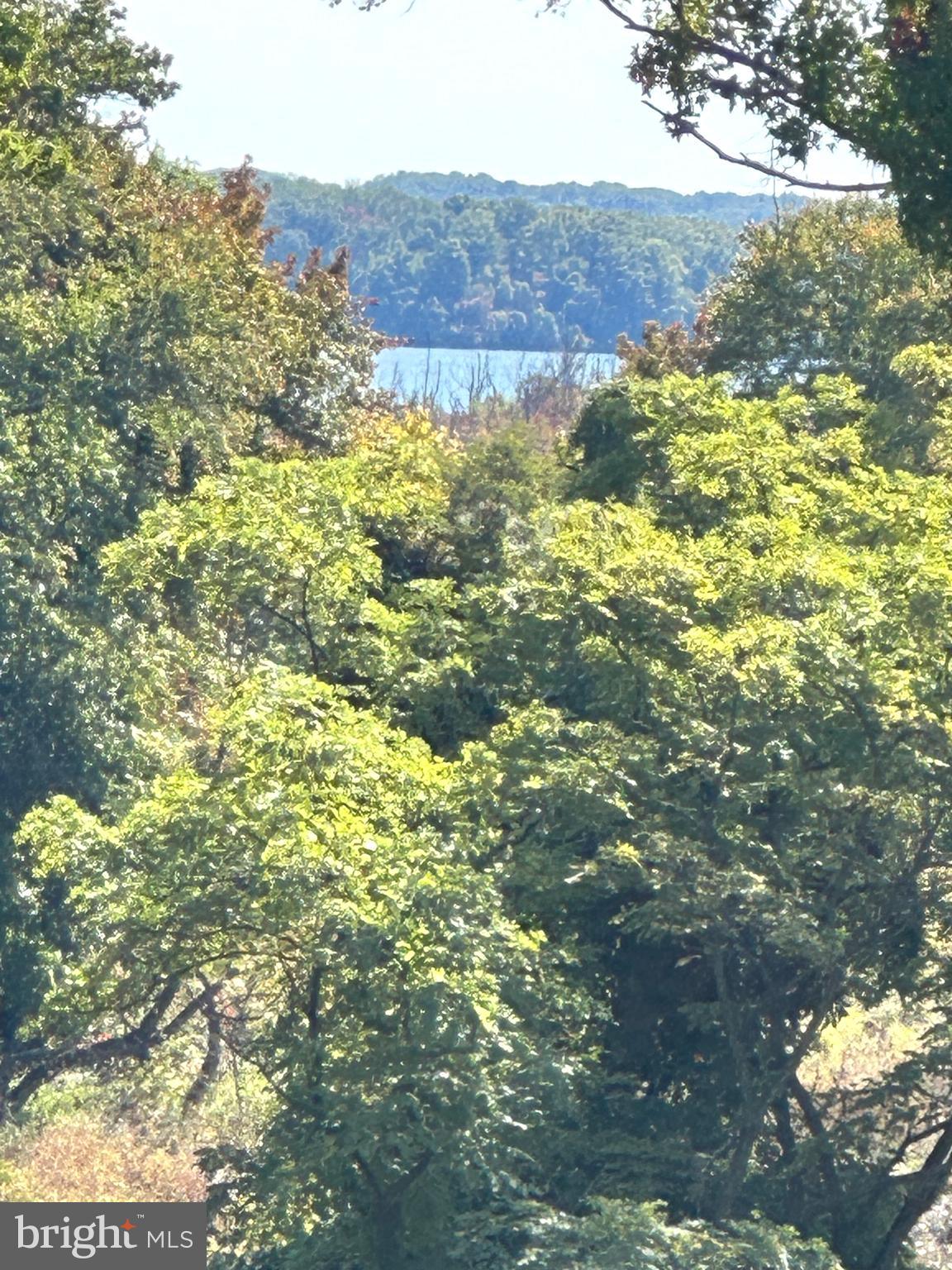 a view of a tree in a field