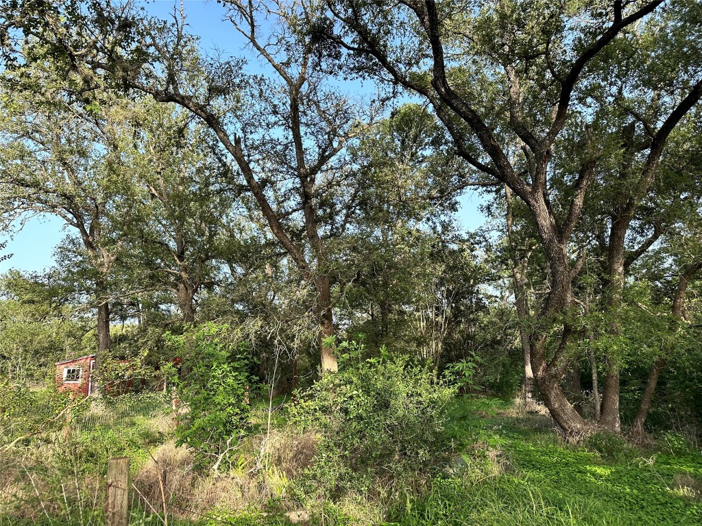 a view of a lush green forest