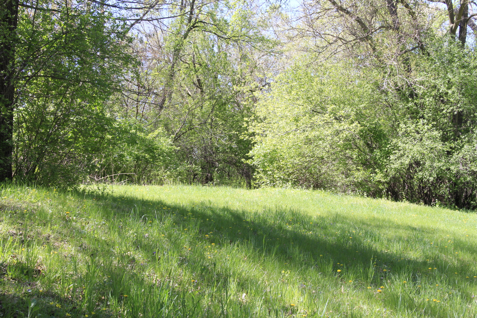 a view of a lush green space