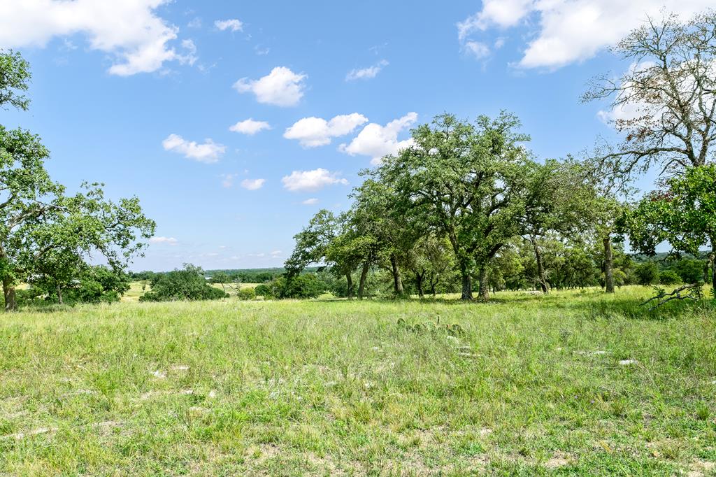 a view of a field with a tree in the background