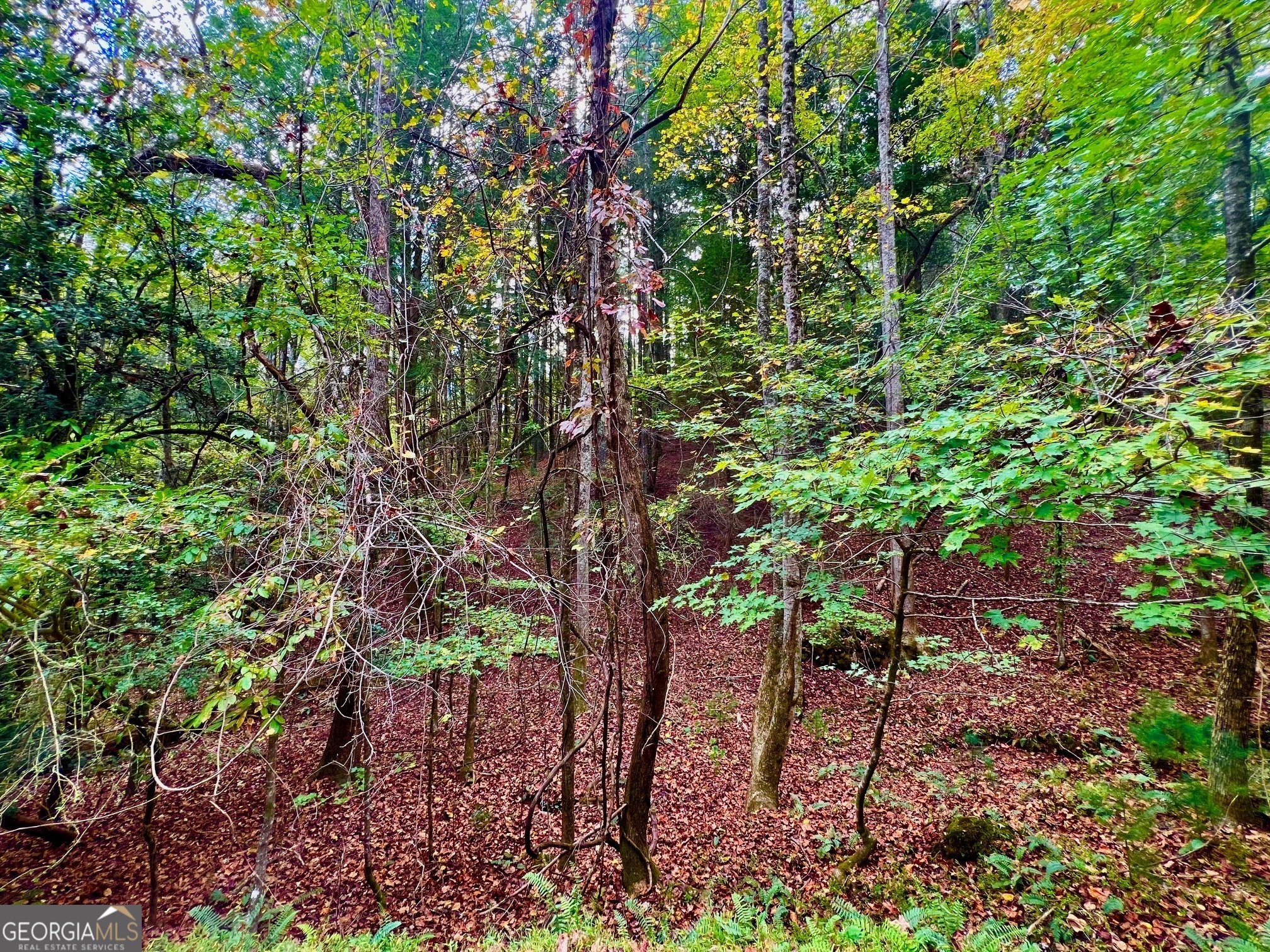 a backyard of a house with lots of trees