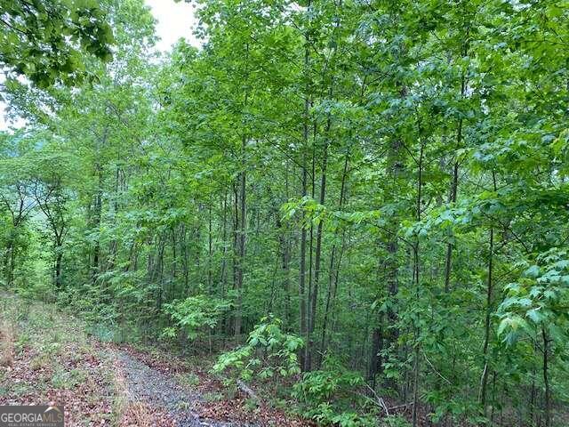 a view of a lush green forest