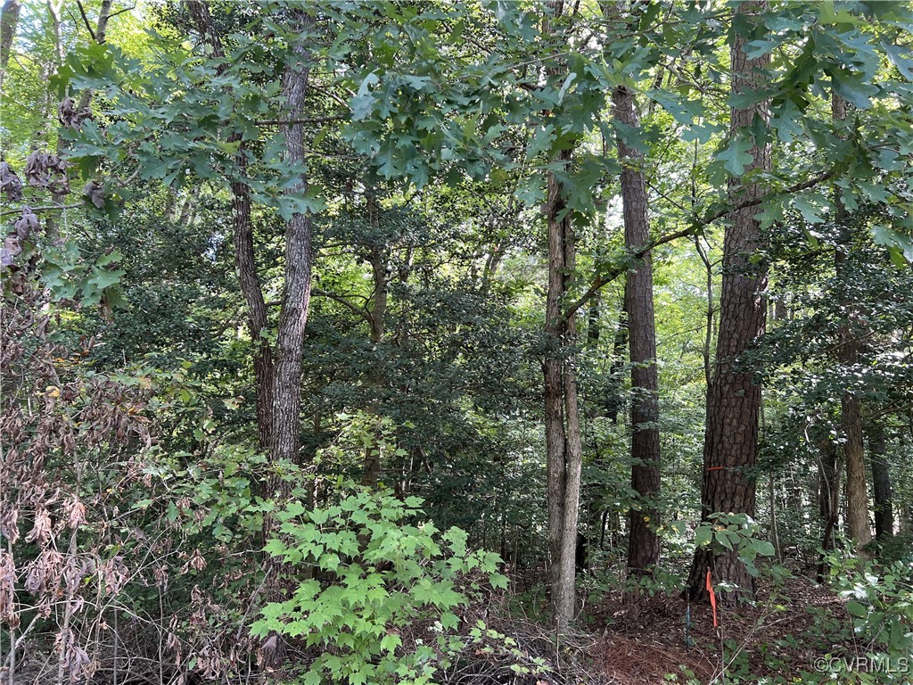 a view of a forest with trees