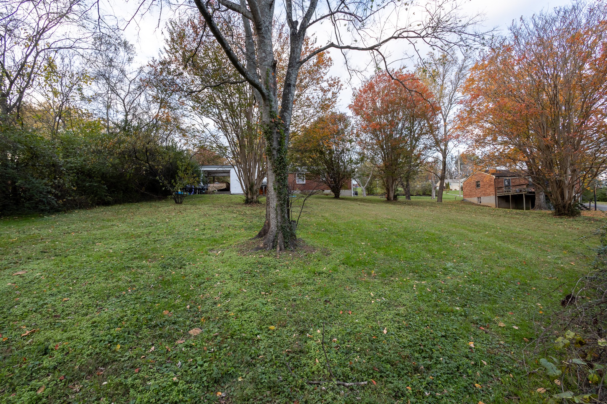 a view of a tree in a yard