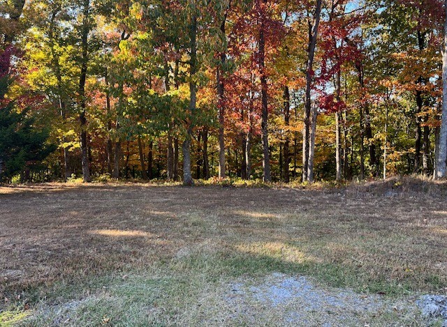 a view of a tree in the middle of a yard