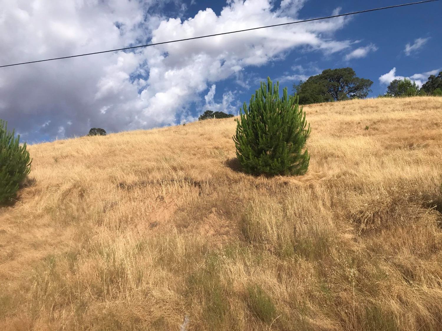 a view of a lot of trees in a yard