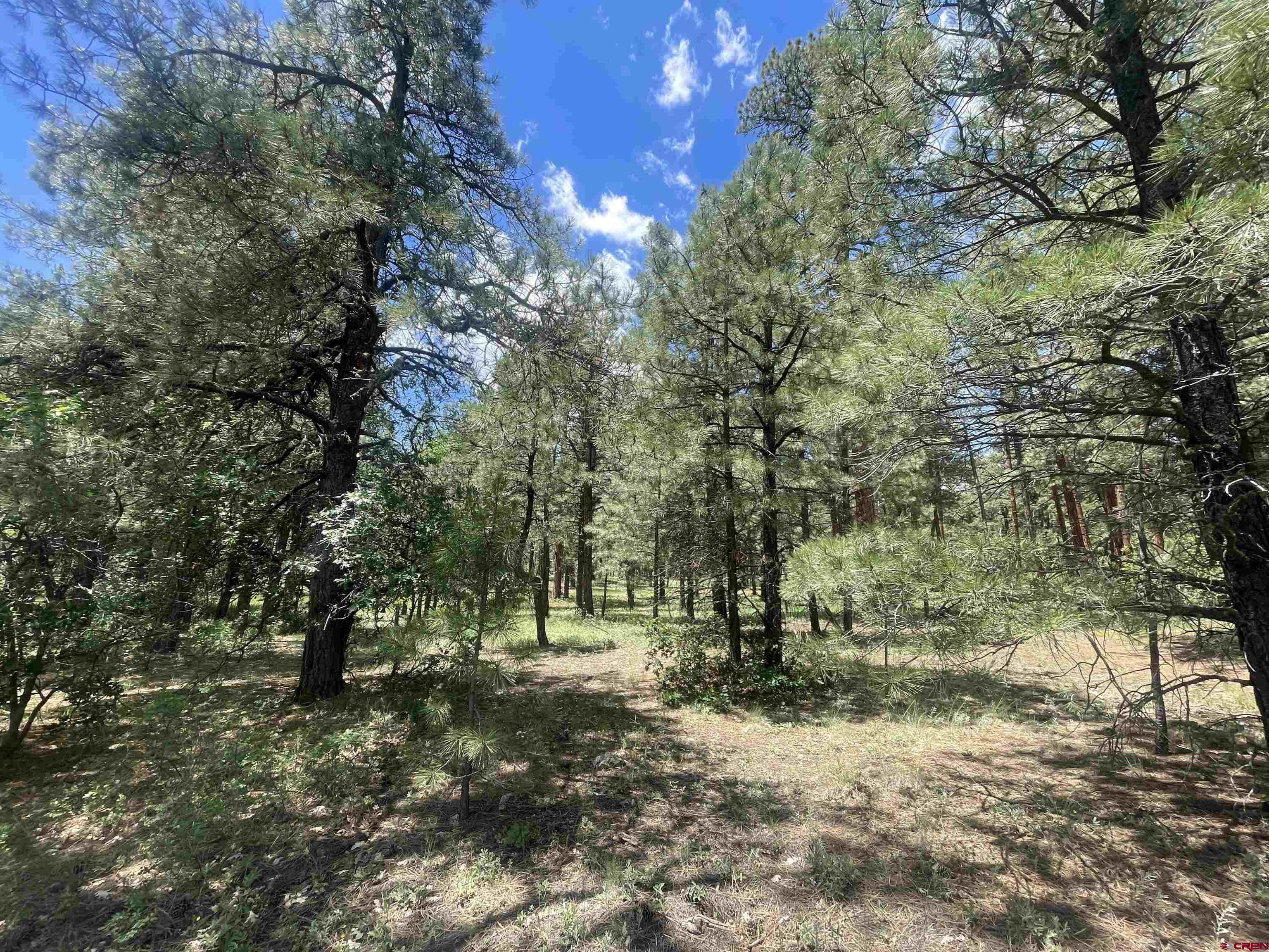 a view of outdoor space with trees