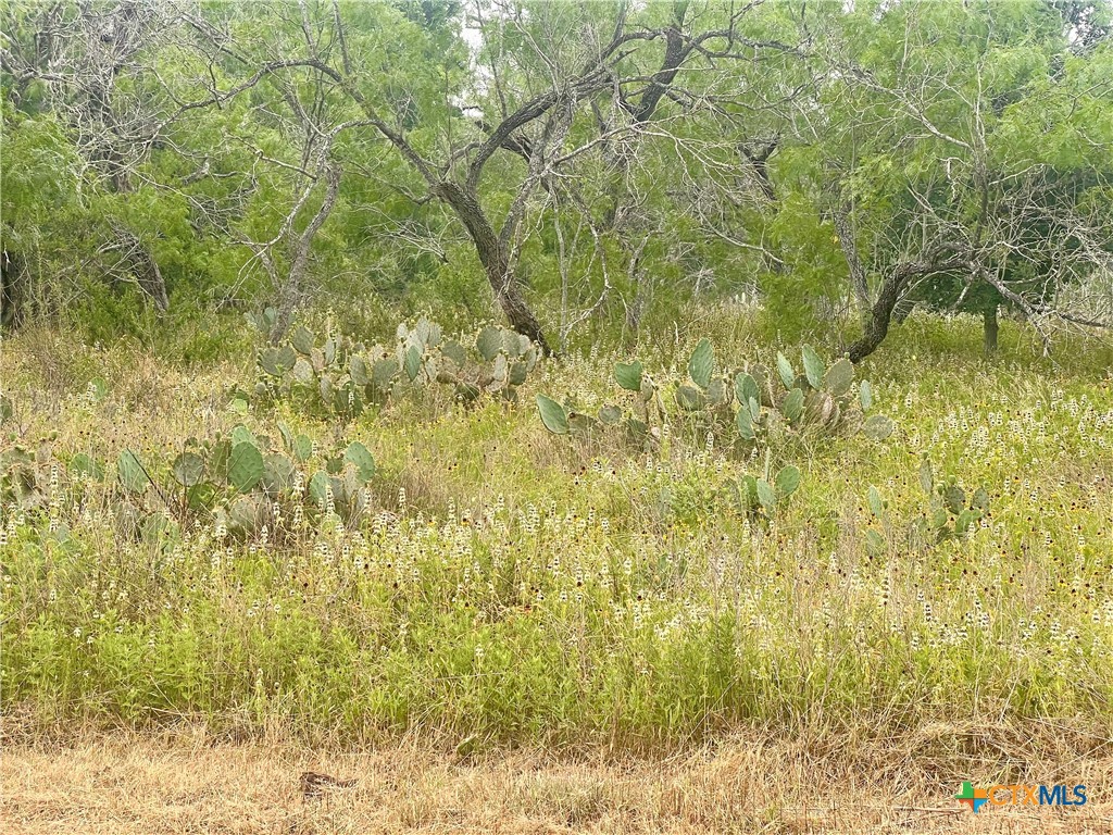 a view of a yard