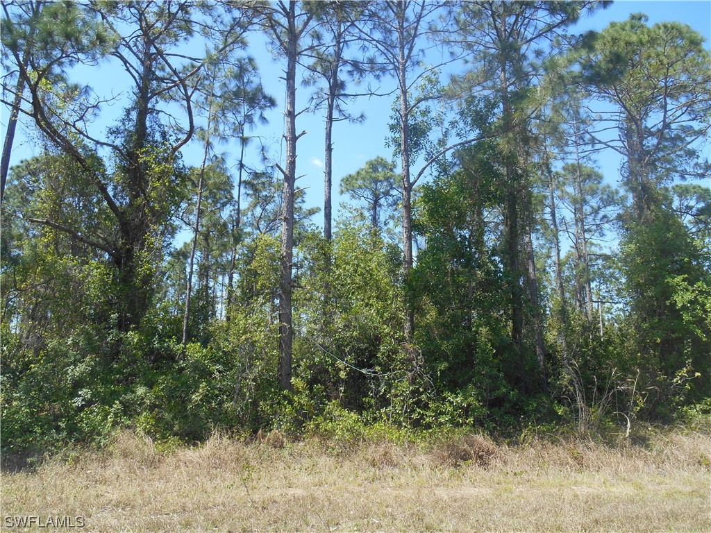 a view of a forest with trees