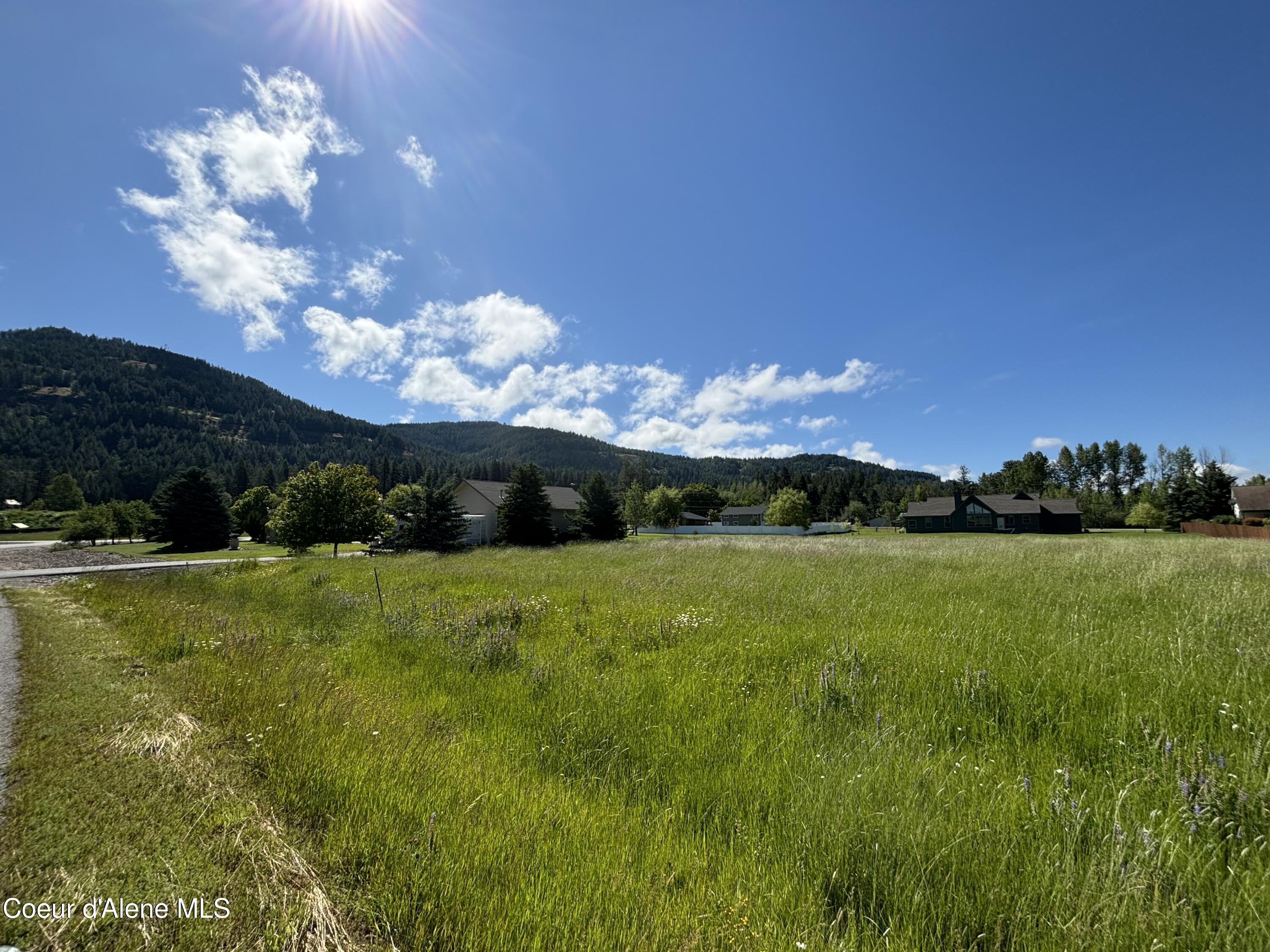 Beautiful meadow