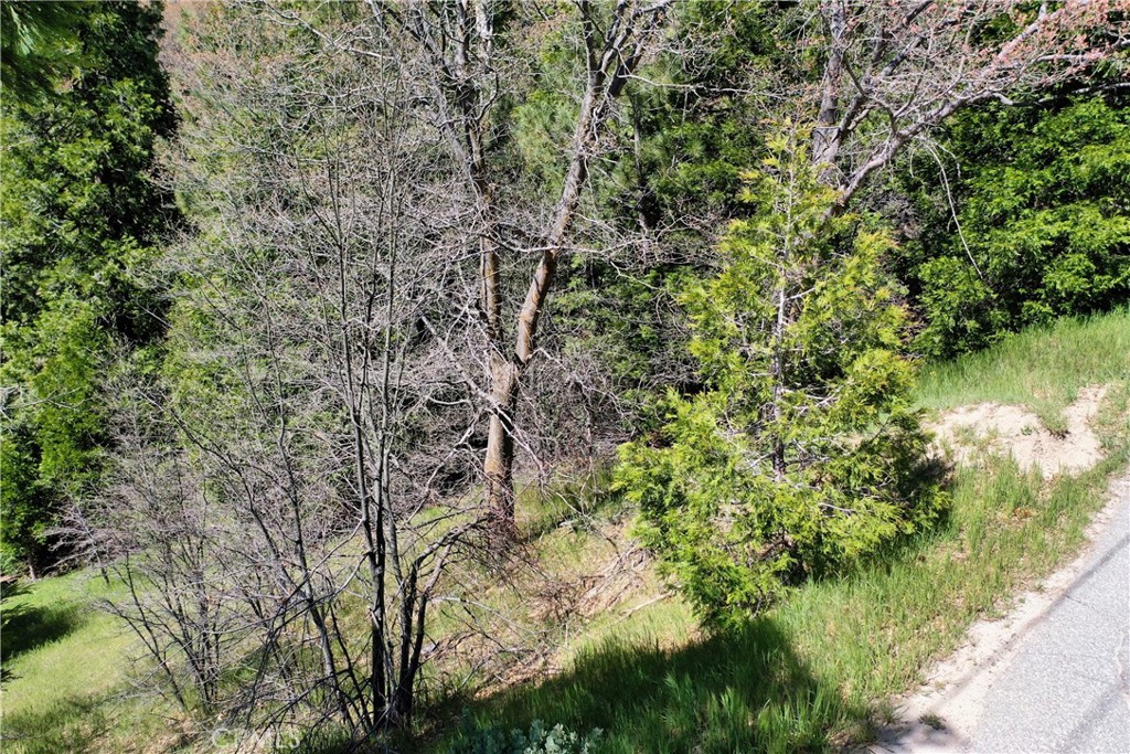 a view of a lush green forest next to a forest