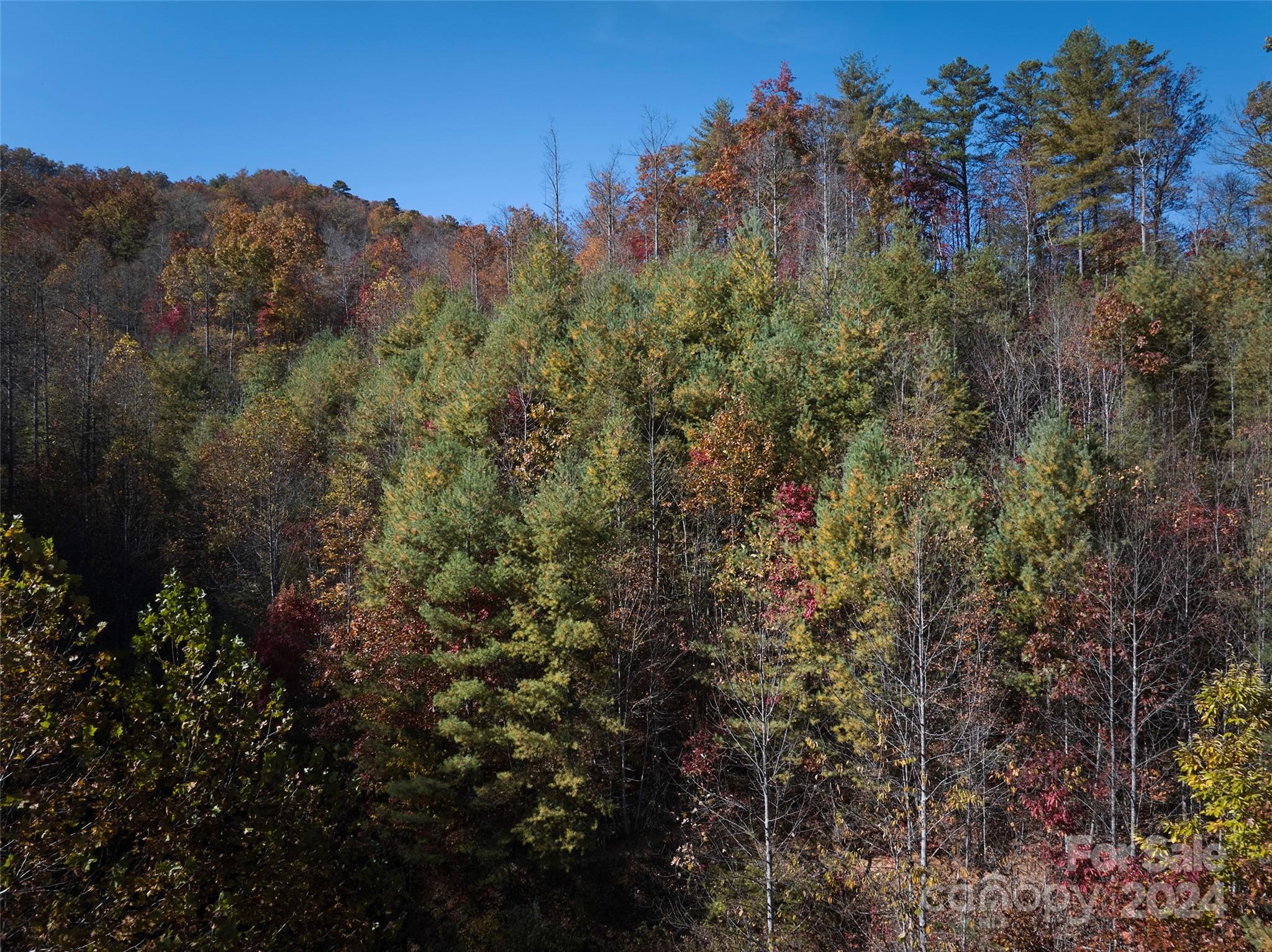 a view of a forest with a forest