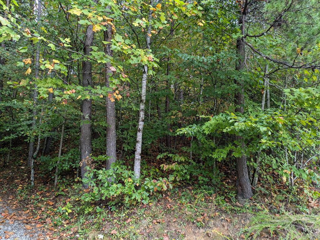 a view of bushes and trees