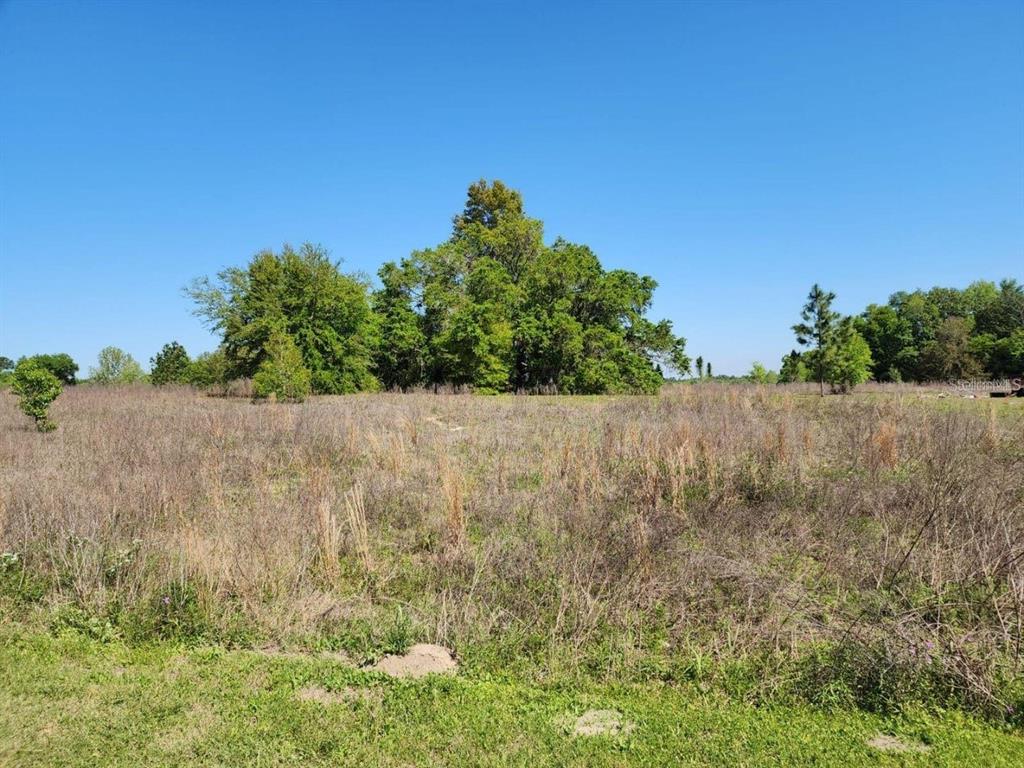 a view of a dry yard