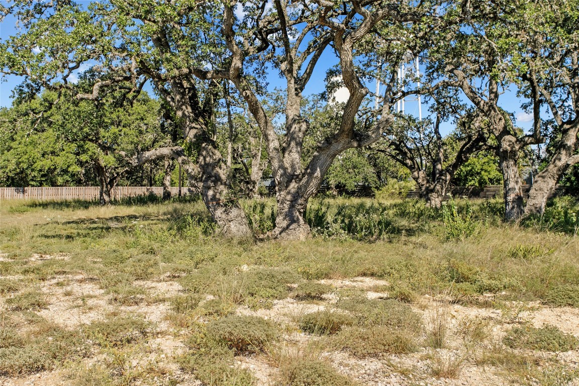 a view of a yard with a tree