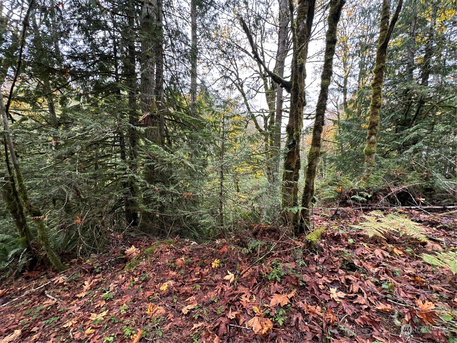 a view of a forest with trees