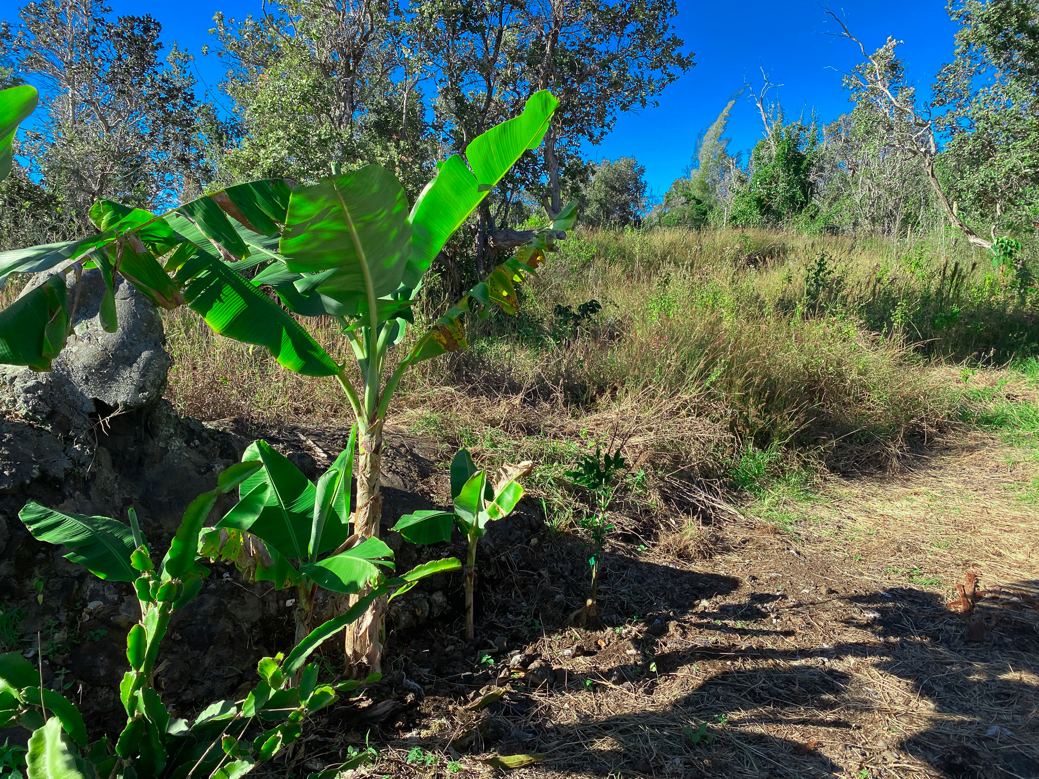 a view of a plant in a garden