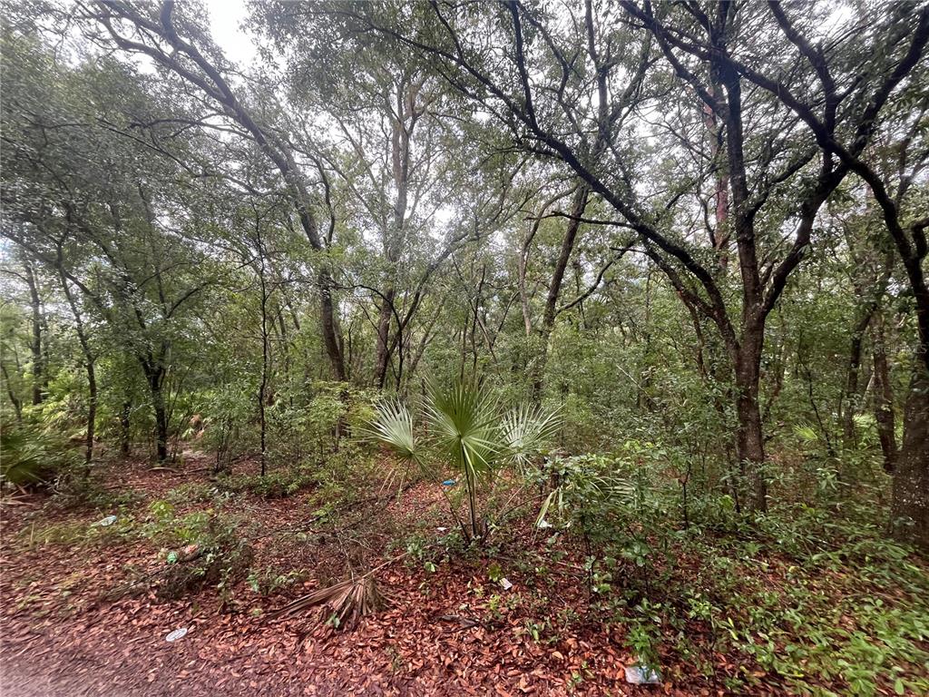 a view of a forest with trees in front of it