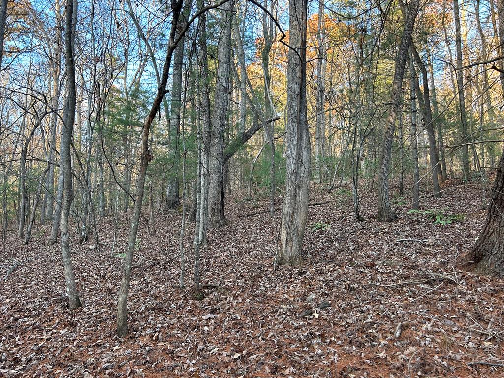 a view of a forest with trees