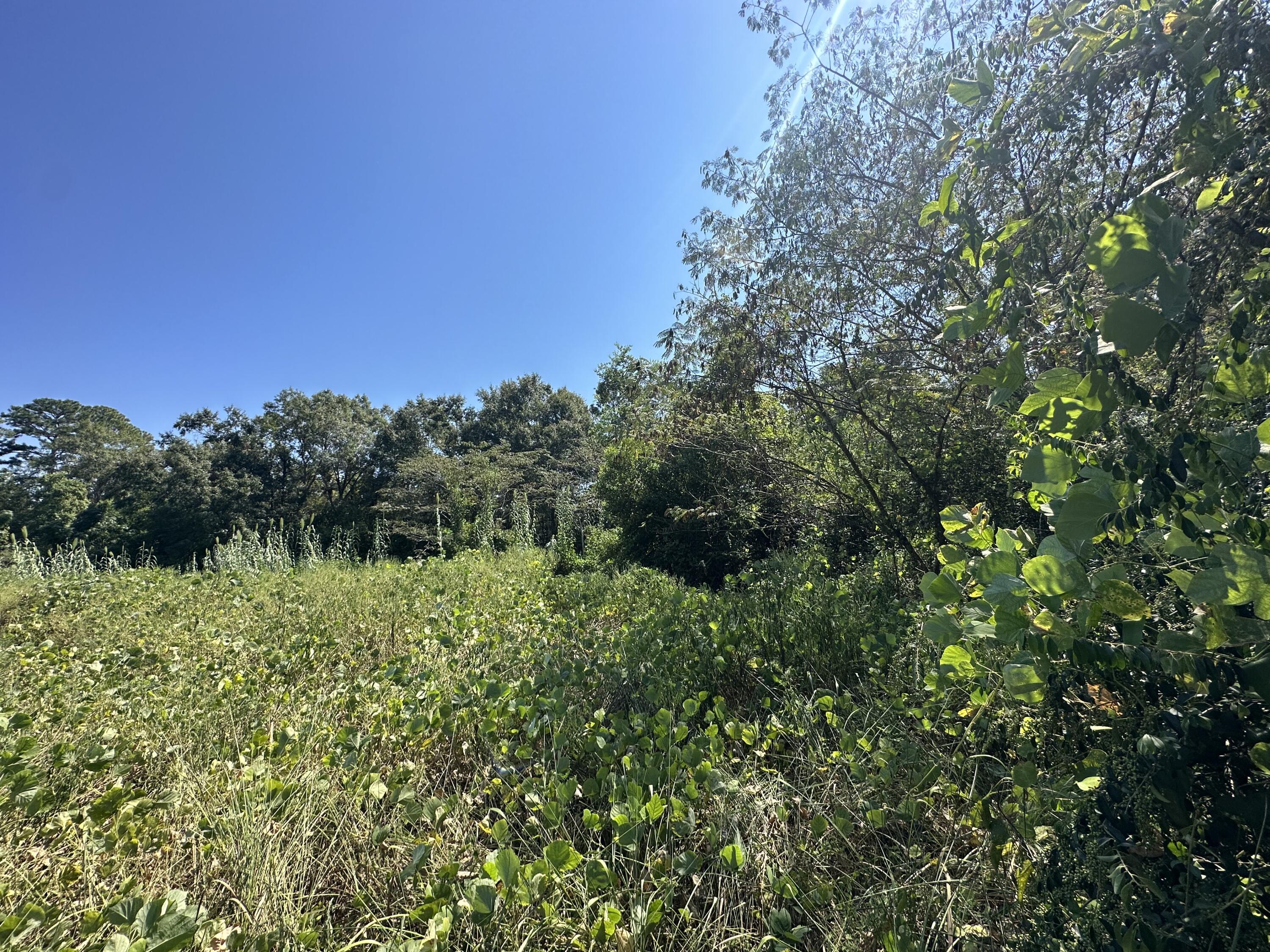 a view of a green field with lots of bushes