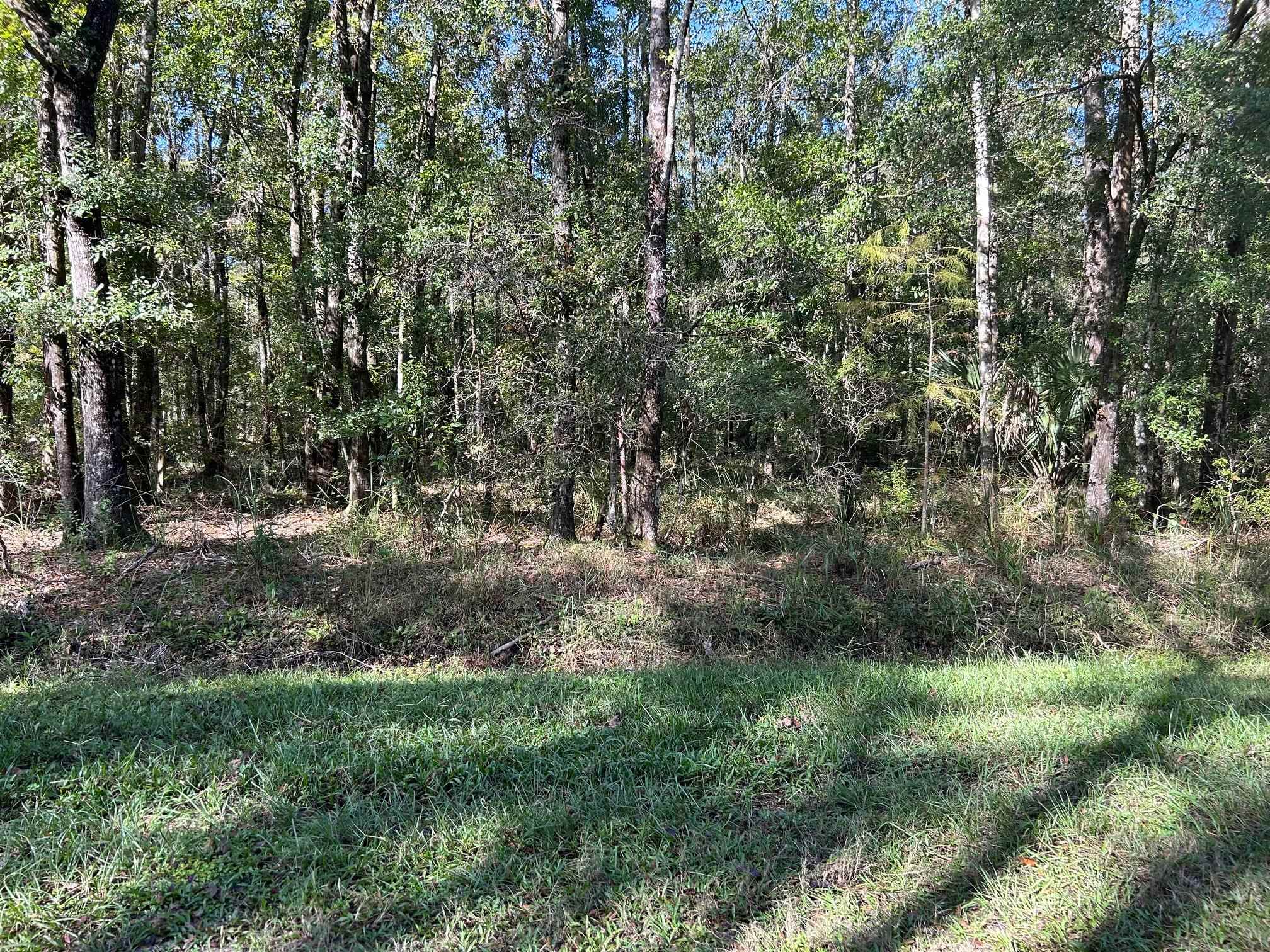 a view of a forest with trees in the background