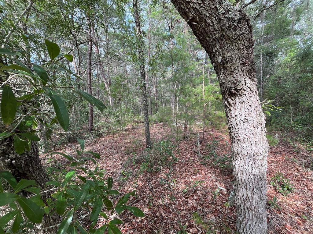 a view of a forest with trees