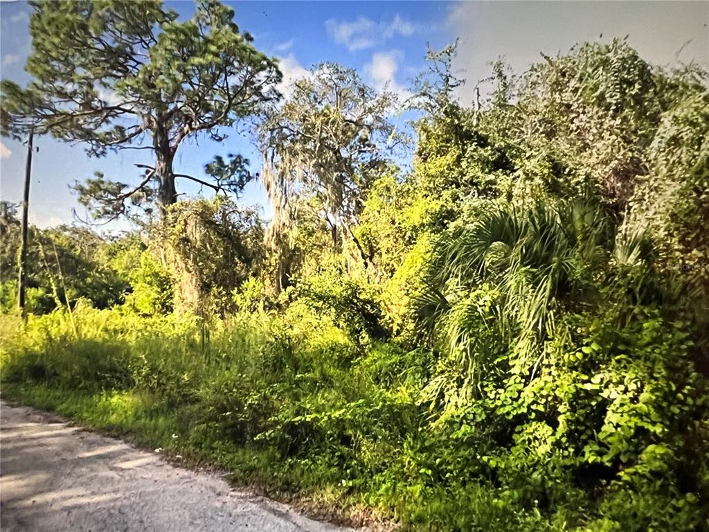 a view of a tree with a yard