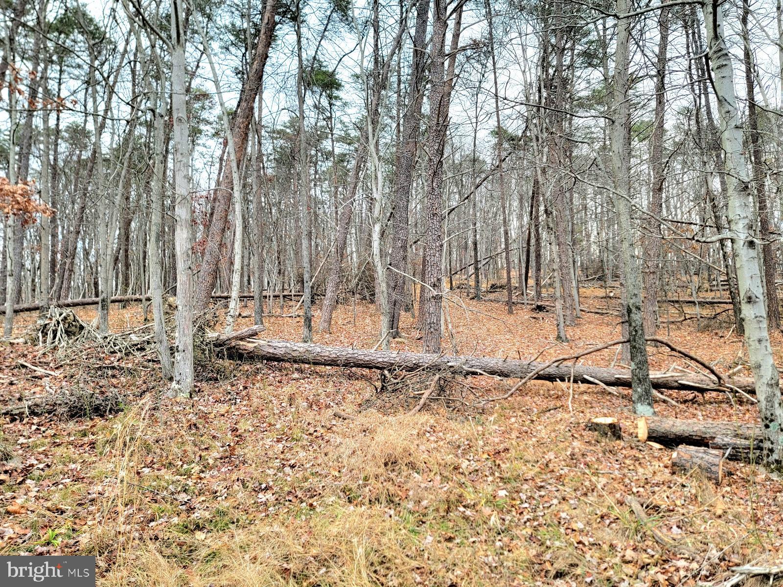 a view of wooden fence and trees