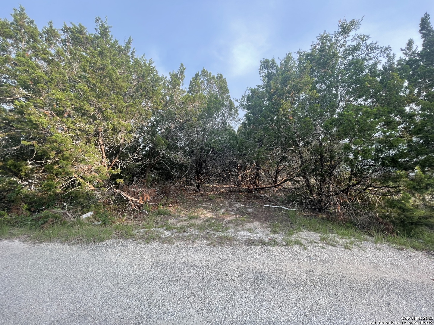 a view of a forest with trees in the background