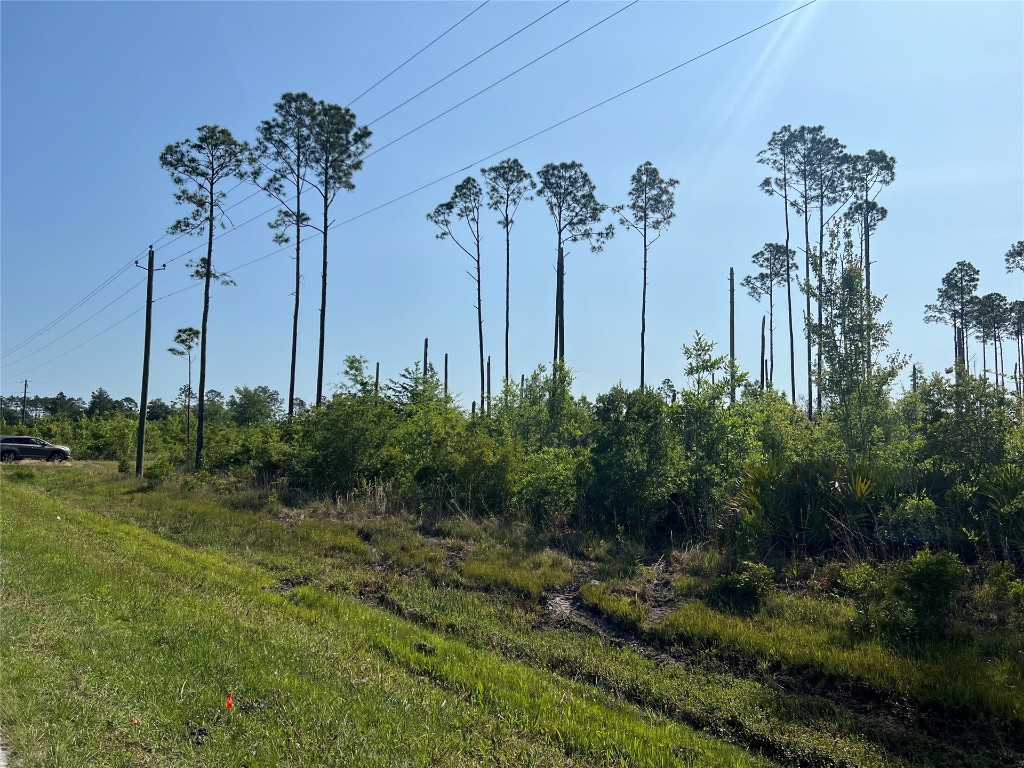 a view of a garden with a tree