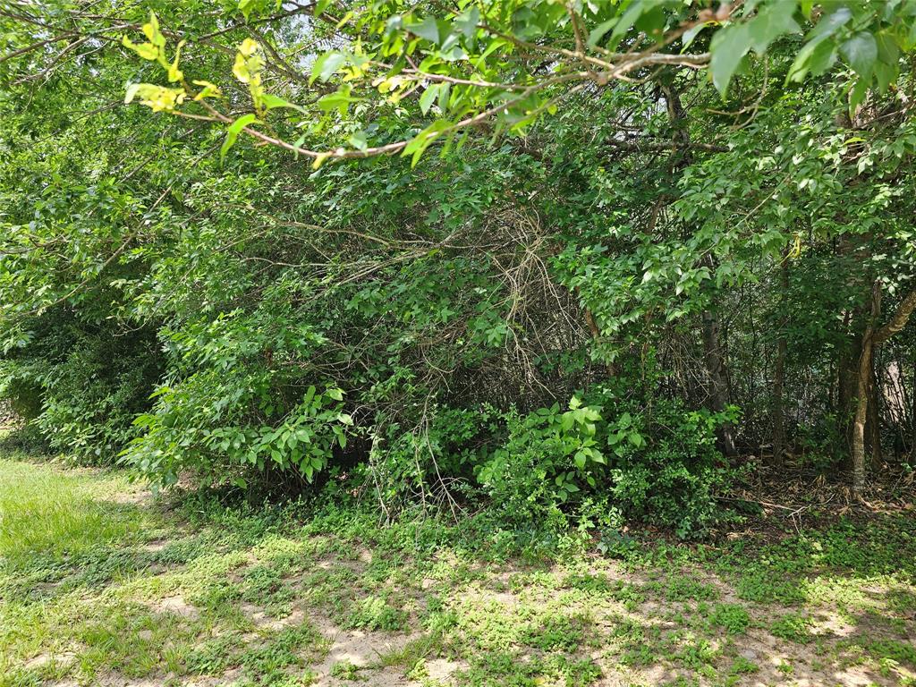 a view of a lush green forest