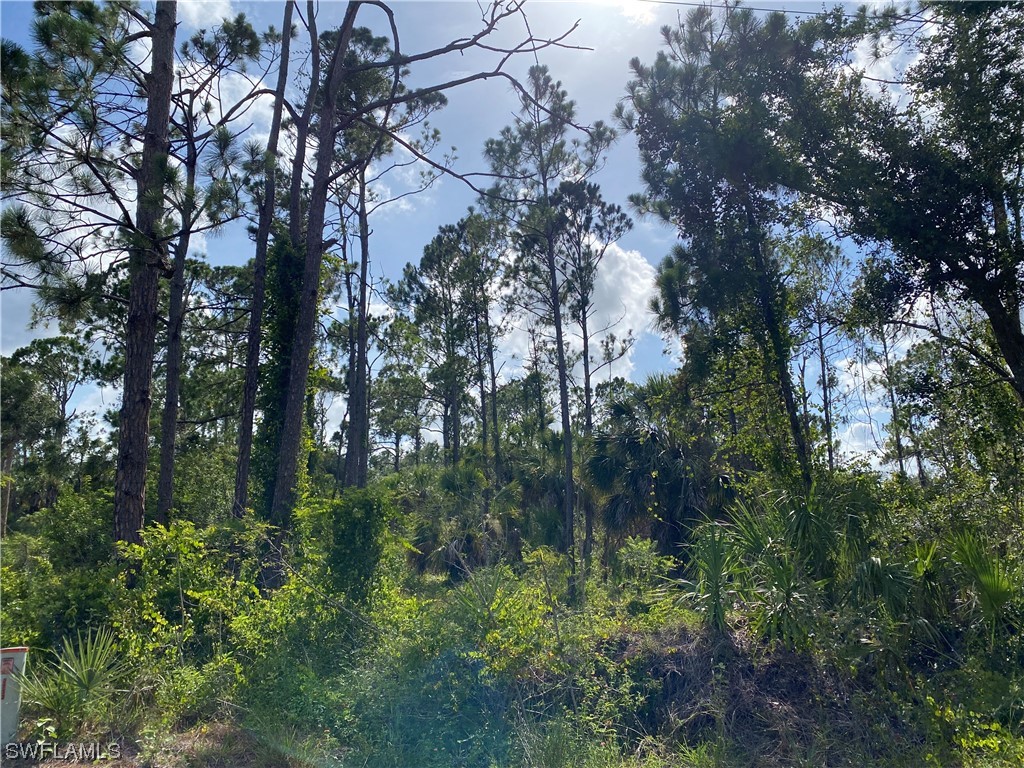 a view of a tree in a forest