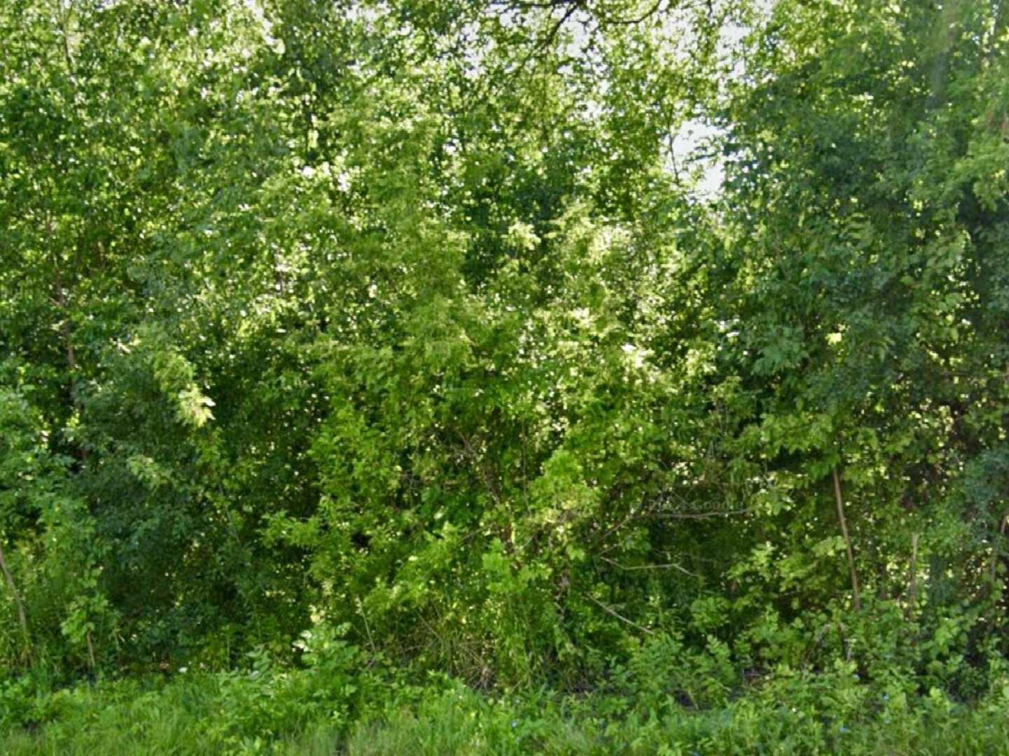 a view of a lush green forest