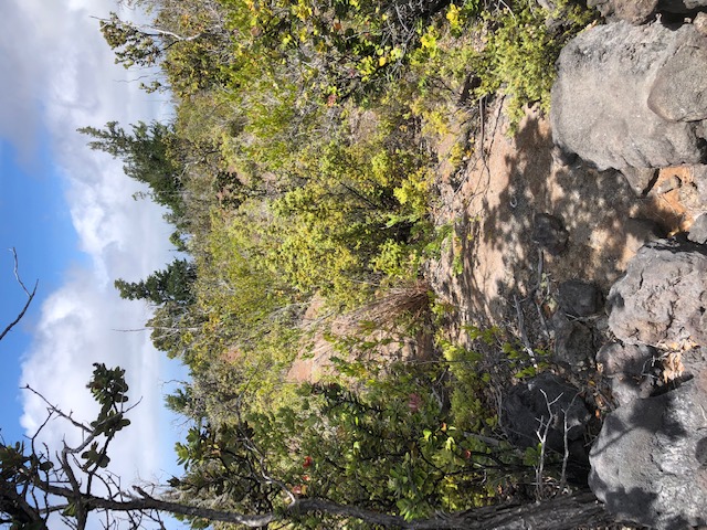 Fairly level, pahoehoe parcel with native plants.