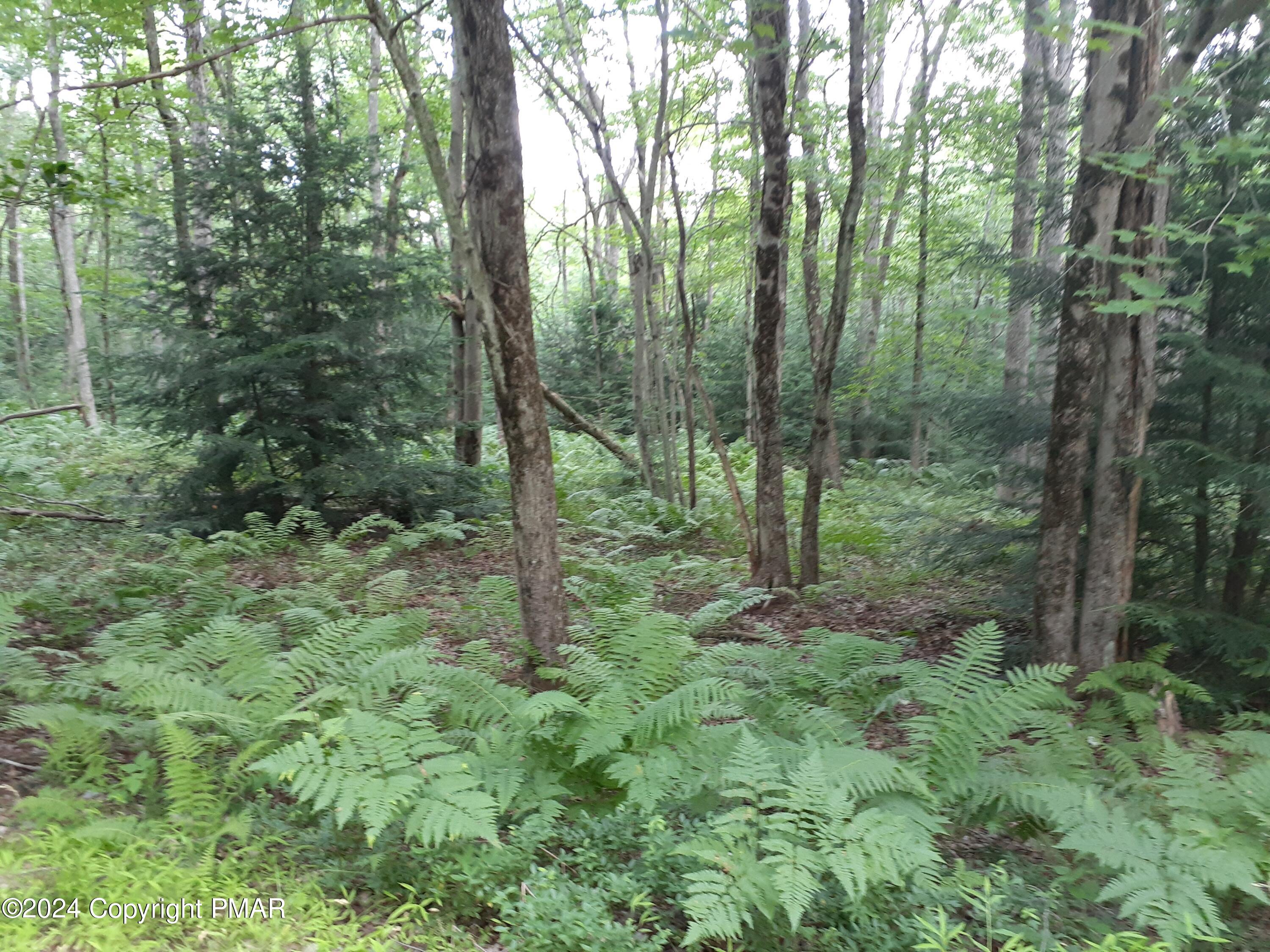 a view of a lush green forest