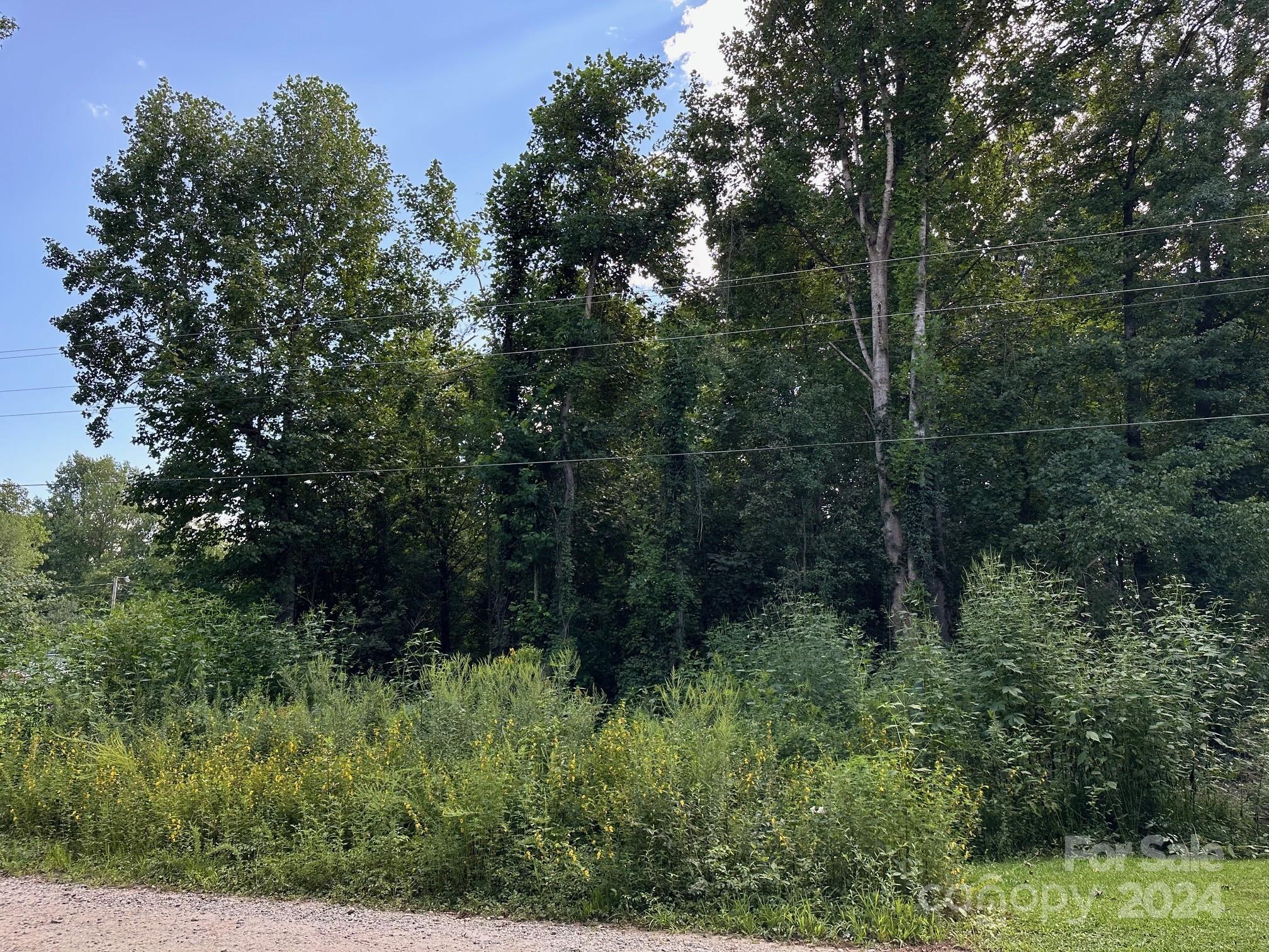 a view of a lush green forest