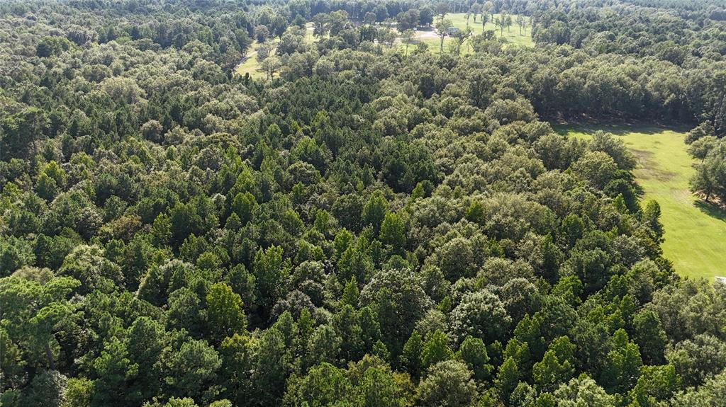 view of a forest with lots of trees